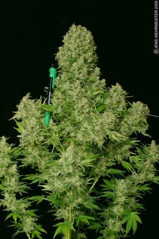 White Russian Regular Seeds - 11-SRSWR