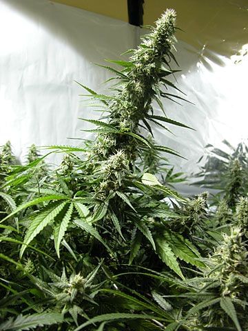 White Russian Regular Seeds - 11-SRSWR