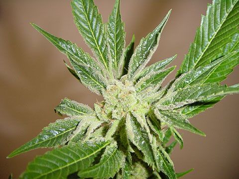 White Russian Regular Seeds - 11-SRSWR