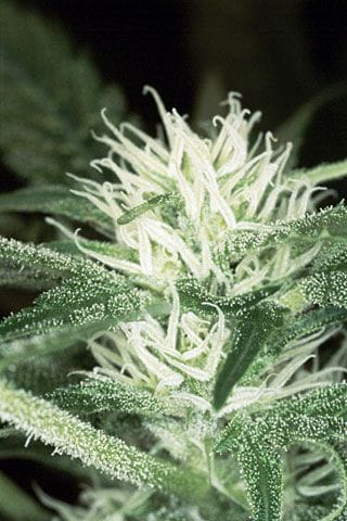 White Russian Regular Seeds - 11-SRSWR