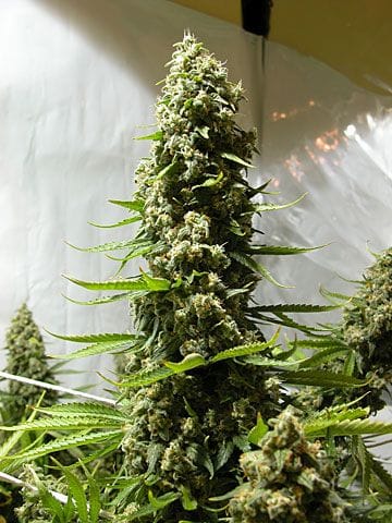 White Russian Regular Seeds - 11-SRSWR