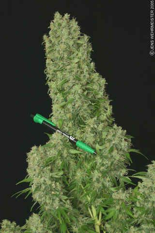 White Russian Regular Seeds - 11-SRSWR