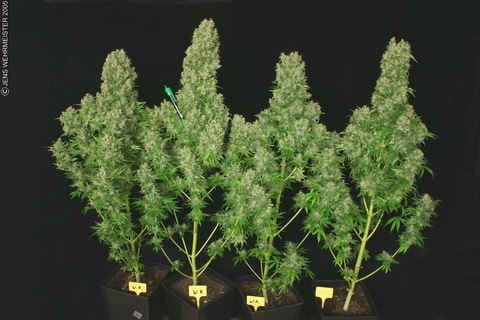 White Russian Regular Seeds - 11-SRSWR