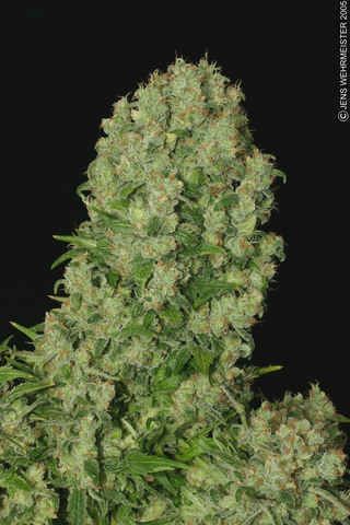 White Russian Regular Seeds - 11-SRSWR