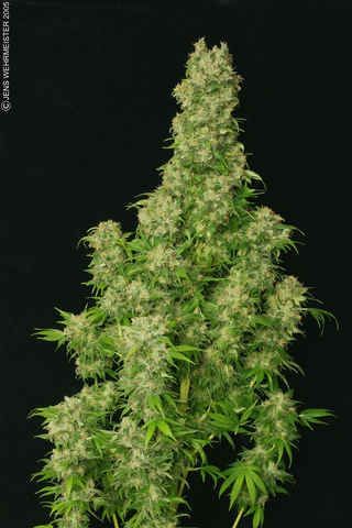 White Russian Regular Seeds - 11-SRSWR