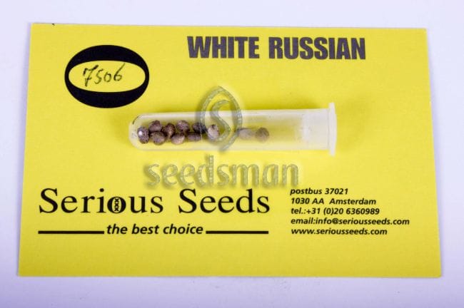 White Russian Regular Seeds - 11-SRSWR