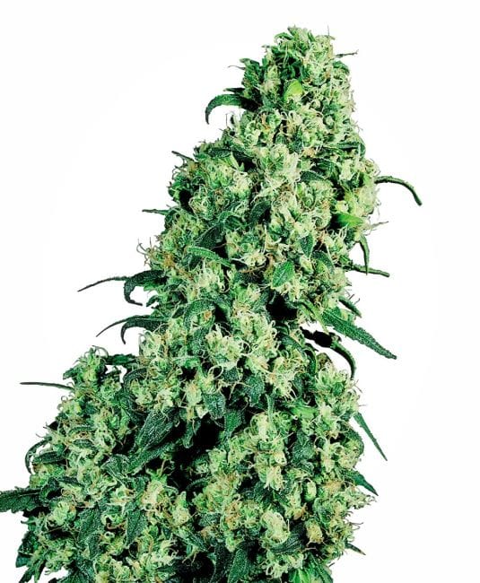 Skunk #1 Regular Seeds - 10-SEN347