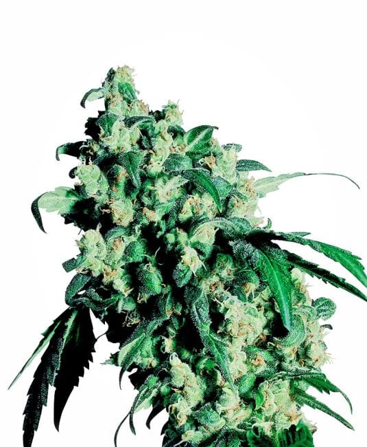 Super Skunk κανονική σπόροι - 10-SEN241