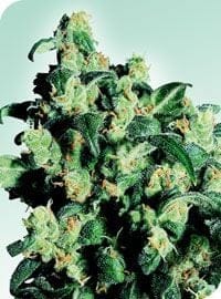 Super Skunk κανονική σπόροι - 10-SEN241