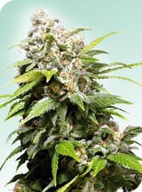 Californian Indica Regulär Samen - 10-SEN2312