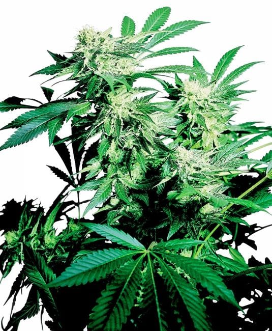 Skunk Kush Regular Seeds - 10-SEN233