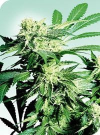 Skunk Kush Regular Seeds - 10-SEN233