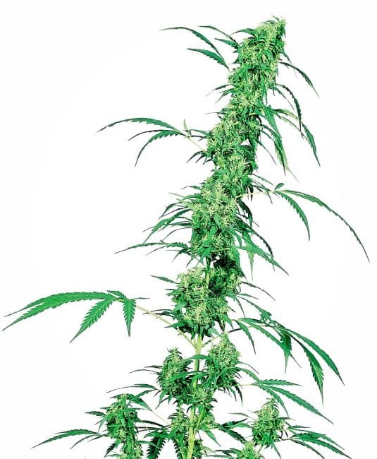 Fruity Juice κανονικός σπόροι - 10-SEN2313