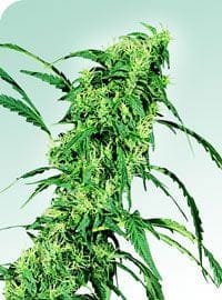 Fruity Juice Regular Seeds - 10-SEN2313