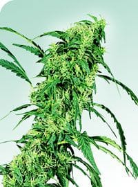Fruity Juice κανονικός σπόροι - 10-SEN2313