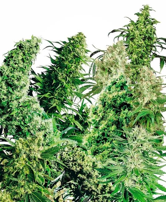 Indoor Mix Regular Seeds - 25-SEN2306