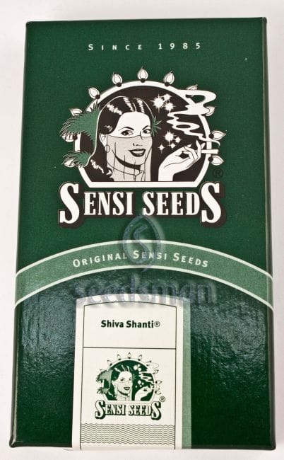 Shiva Shanti Regular Seeds - 10-SEN226