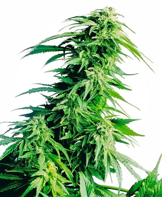 Hindu Kush редовен семена - 10-SEN234