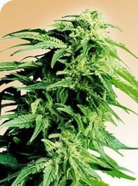 Hindu Kush Regular Seeds - 10-SEN234