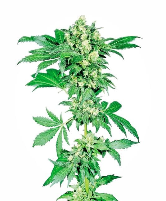 Afghani #1 редовен семена - 10-SEN2307