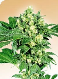 Afghani #1 Regulär Samen - 10-SEN2307