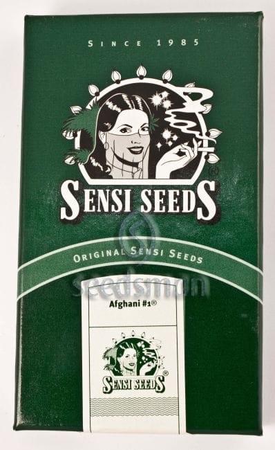 Afghani #1 Regular Seeds - 10-SEN2307