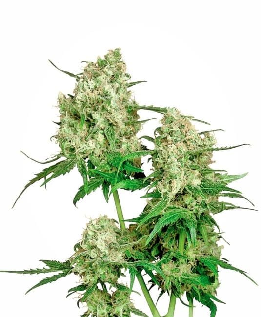Maple Leaf Indica Regular Seeds - 10-SEN2309