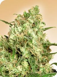 Maple Leaf Indica редовен семена - 10-SEN2309