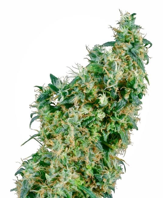 First Lady Regular Seeds - 10-SEN2317