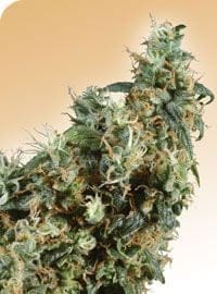 First Lady Regular Seeds - 10-SEN2317