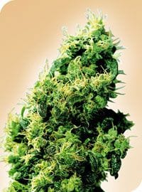 Four Way Regular Seeds - 10-SEN231