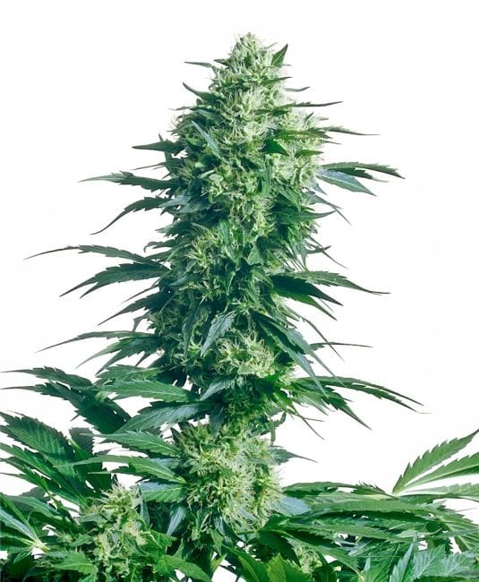 Mother's Finest Regular Seeds - 10-SEN2318