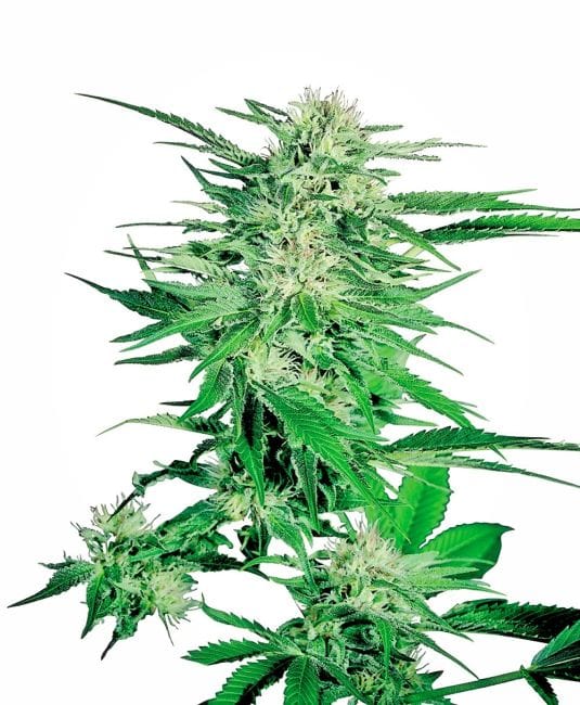 Big Bud Regulär Samen - 10-SEN335