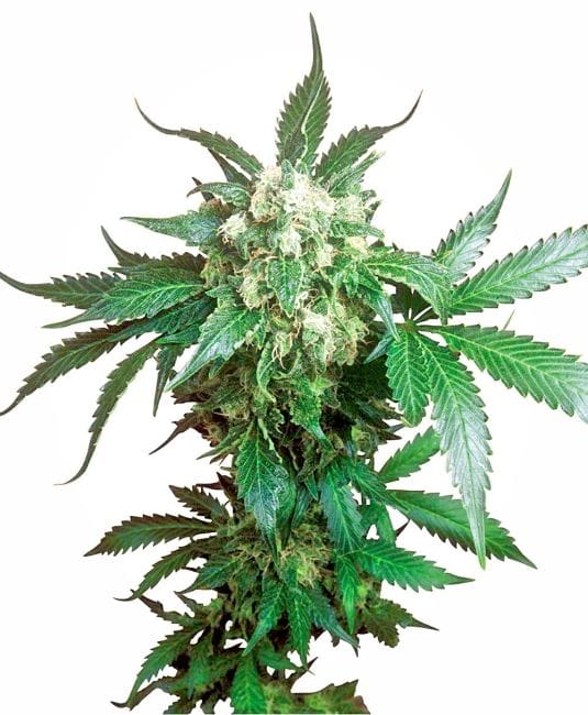 Black Domina Regular Seeds - 10-SEN2311