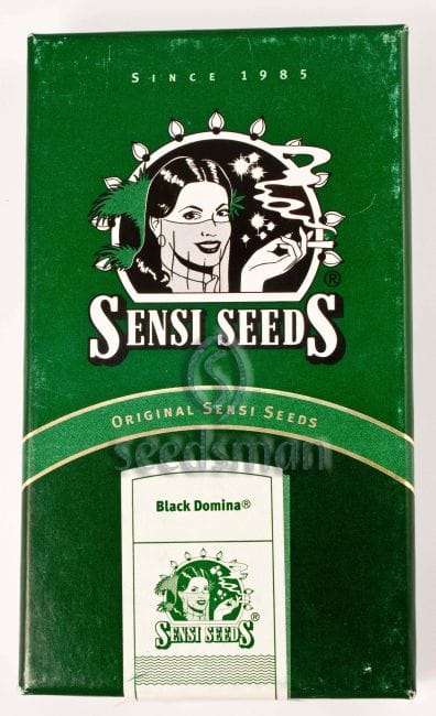 Black Domina Regular Seeds - 10-SEN2311