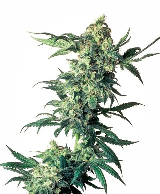 Northern Lights редовен семена - 10-SEN235