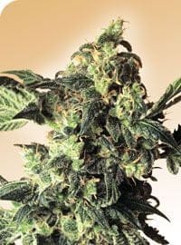 Northern Lights редовен семена - 10-SEN235