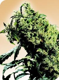 Northern Lights #5 x Haze Vanlig Frön - 10-SEN2305