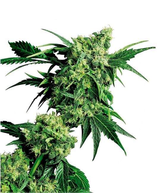 Mr Nice G13 x Hash Plant Regular Seeds - 10-SEN332