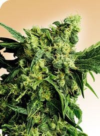 Mr Nice G13 x Hash Plant Regular Seeds - 10-SEN332