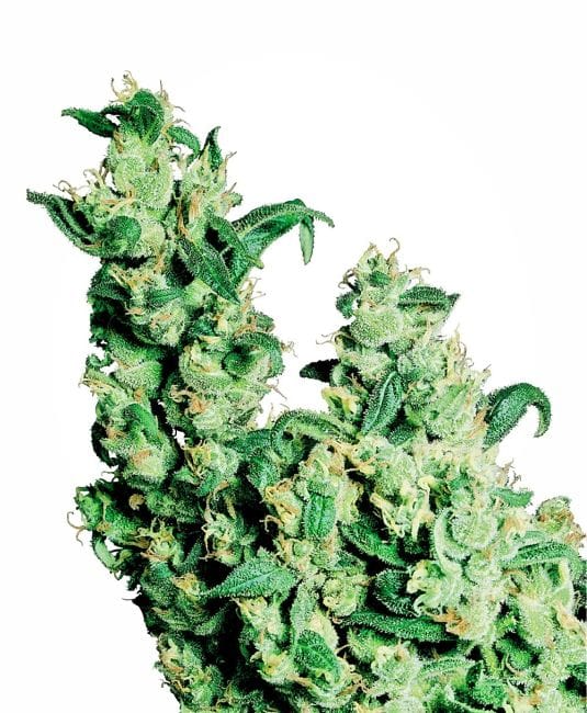 Jack Herer редовен семена - 10-SEN2310