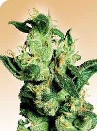 Jack Herer редовен семена - 10-SEN2310