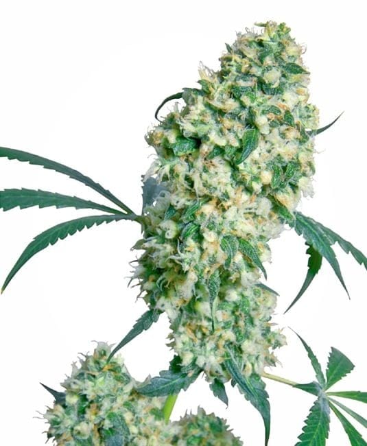Ed Rosenthal Superbud Regular Seeds - 10-SEN2321