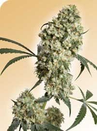 Ed Rosenthal Superbud Regular Seeds - 10-SEN2321