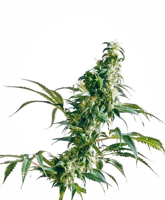 Mexican Sativa редовен семена - 10-SEN337