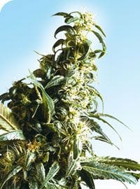 Mexican Sativa редовен семена - 10-SEN337