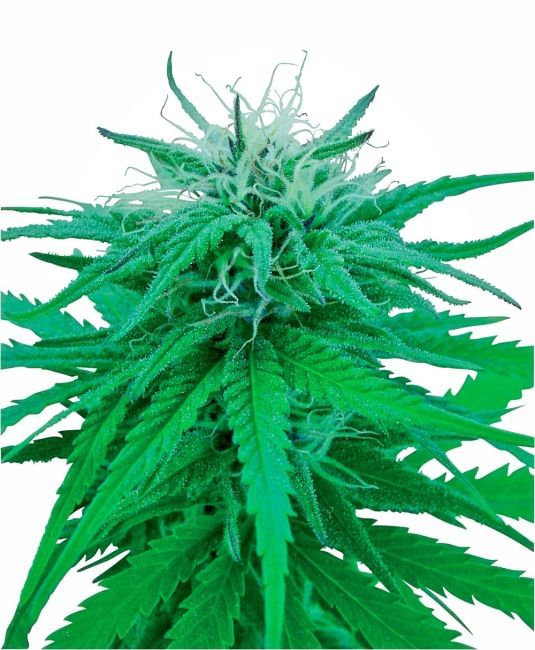 Ruderalis Indica Regular Seeds - 10-SEN236