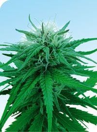 Ruderalis Indica κανονικός σπόροι - 10-SEN236
