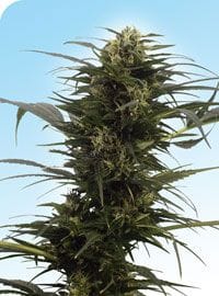 Guerrilla's Gusto Regular Seeds - 10-SEN2319