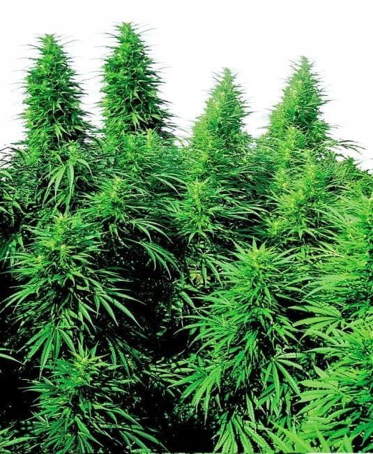 Ruderalis Skunk Almindelig Frø - 10-SEN2304